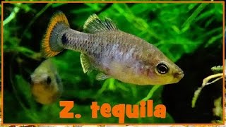 Zoogoneticus tequila  Webb amp Miller 1998  Goodeidae  30122016 [upl. by Devlin]