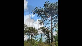 LA ARAUCARIA [upl. by Johm]