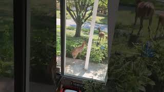 Deer n 3 Fawns on my front porch eating bird seed out of bird feeder 2024 shorts [upl. by Abba972]