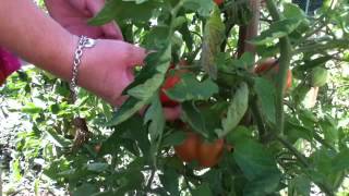 Cueillir des tomates  tomate maison [upl. by Eeryt]