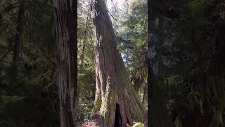 Qualicum Beach Hidden Gem nature travel britishcolumbia hiddengem [upl. by Rimisac]