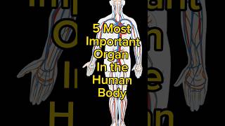 5 Most Important Organ Of The Body shorts anatomy humanorgans [upl. by Cath]