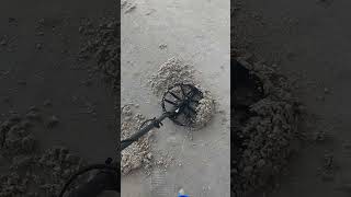 Equinox 700 Excels in Wet Sand Beach Metal Detecting [upl. by Aliemaj]