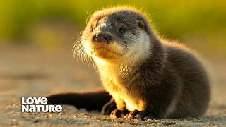 Orphaned Baby Sea Otter Finally Finds Family  Wild Pacific Rescue 101 [upl. by Harbour]