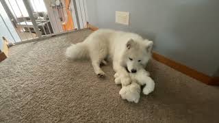 Our Samoyed Puppy Just Wants to Play with Her Stuffed Samoyed 77 [upl. by Aitsirt493]