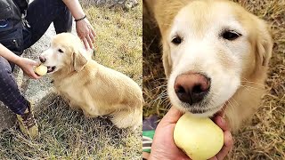 The golden retriever was reluctant to eat the apples picked by its owner😋 [upl. by Krucik]