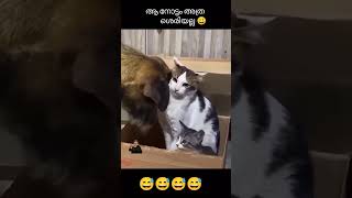 viralvideo youtubeshorts catlover cat malayalammovie malayalamcomedy dialogmix comedyvideo [upl. by Marriott]