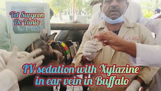 IV sedation with Xylazine in ear vein in Buffalo [upl. by Nagey214]