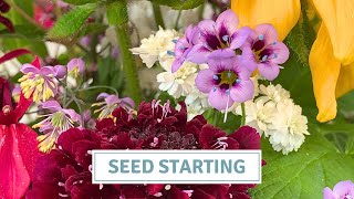 Dahlia Haul Seed Starting Seedling Update  Cottoverdi [upl. by Joselyn]