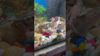 Turtle 🐢 or CatFish me ladai hogai turtle catfish petfish aquariumfish petsvlog aquarium [upl. by Arodoet]