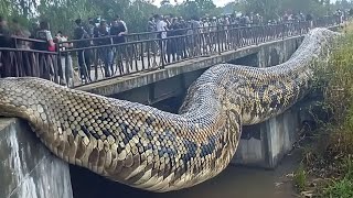 9 ANIMAIS MAIS PERIGOSOS DA AMAZÔNIA [upl. by Darum]