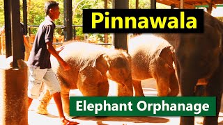 Pinnawala Elephant Orphanage  Sri Lanka  Everything you need to know [upl. by Aisha15]