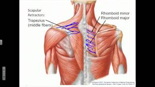 Scapula Protraction Retraction Rotation [upl. by Boor]