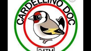 CARDELLINO DOC  IL CANTO  n1 [upl. by Isaac]