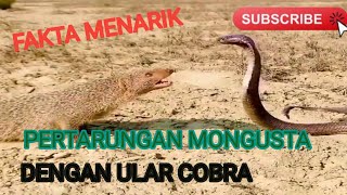 Fakta menarik pertarungan MONGUSTA dengan cobra [upl. by Enneirdna]