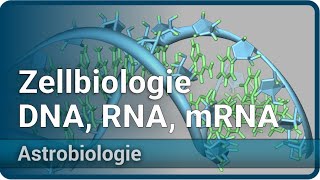 Zellbiologie und RNAWelt • DNA RNA mRNA und Proteine • Astrobiologie 3  Aleksandar Janjic [upl. by Enyedy]