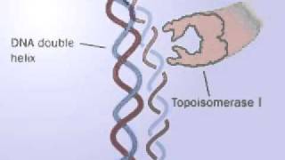 DNA Topoisomerase  Topoisomerase I and II mechanism  Releasing the tension of DNA [upl. by Moise]