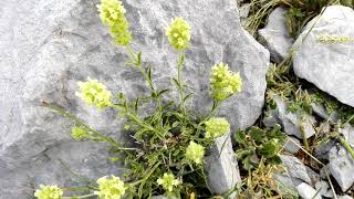 Sideritis hyssopifolia Mountain Tea [upl. by Finny174]