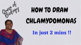 HOW TO DRAW CHLAMYDOMONAS IN JUST 2 MINUTES [upl. by Amias]