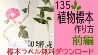 植物標本の作り方 【前編】標本ラベル無料ダウンロードつき、自由研究や大人の趣味にお勧め ダイソーのラミネートフィルムで植物標本をつくります [upl. by Ravid]