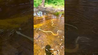 Russell viper snake 🐍😱 snake bahadurrdx shortsvideo shorts reelsvideo shortsviral rescue [upl. by Eittik]