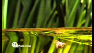 Pesce Arciere  Naturalmente Ep 6 trailer [upl. by Atem]