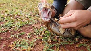 Gaboon Viper necking [upl. by Imalda]