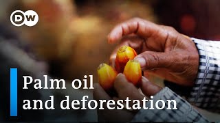 Safeguarding the rainforests  The future of palm oil  DW Documentary [upl. by Ateiluj]