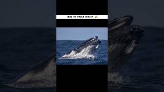 Whale Baleen 🤯 factsdastan [upl. by Willett]