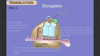 Protein Synthesis Stage 2 Translation [upl. by Tacy785]