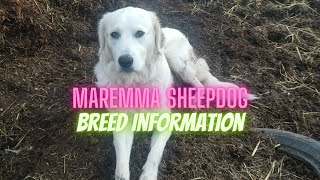 The Maremma Sheepdog  Breed information for this amazing flock guardian [upl. by Ransom]