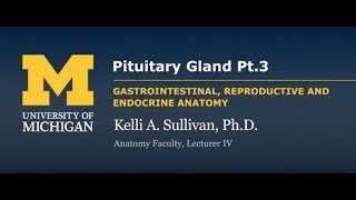 Endocrine System Pituitary Pt 3 [upl. by Woodring]