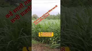 सुपर नेपियर घास लगाने की विधि  नेपियर घास कैसे लगाए supernapiergrass shorts agriculture [upl. by Trenton985]