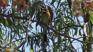 The Rainbow bee eater and the lorikeet Sydney Australia [upl. by Noemis]