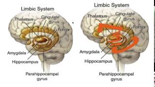 LIMBIC SYSTEM MNEMONIC [upl. by Nnylrahc]