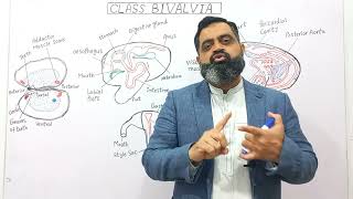 Bivalvia English mediumprofmasoodfuzail Structure of Bivalves  Anatomy of Bivalves  Mussels [upl. by Inilahs]