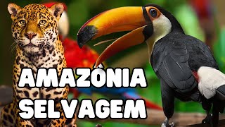 AMAZÔNIA SELVAGEM  Documentário  ANIMAIS DA AMAZÔNIA  Vida Selvagem [upl. by Aneeroc]