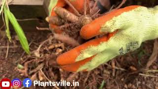 Harvesting fresh and organic Termeric from our farm  organic termeric gardenplant harvest [upl. by Biegel]