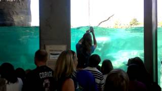 Polar Bear swimming with little boy video [upl. by Bland]