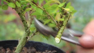 Japanese  ornamental holly bonsai [upl. by Ojeibbob554]