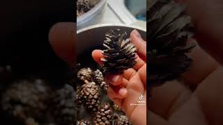 Limpiando piñas de pino para decorar🌲 😍🎄😍tiktok decorar👉🏼🎄 coronanavideña [upl. by Austine719]