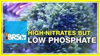 FAQ 42 Why are my nitrates high but phosphates low  52 FAQ [upl. by Dlarej]