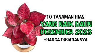 10 Tanaman Hias Yang NAIK DAUN di Bulan Desember 2023 [upl. by Eiramalegna]