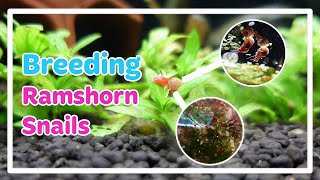 RAMSHORN SNAILS  CARE amp BREED [upl. by Yeta171]