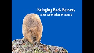 RELEASING A PAIR OF BEAVERS AT RSPB SCOTLANDS LOCH LOMOND RESERVE [upl. by Renie]