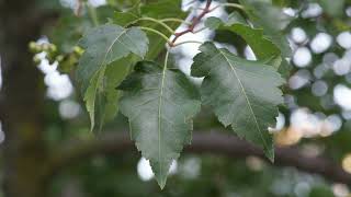 Crataegus phaenopyrum  Washington Hawthorn [upl. by Reteip]