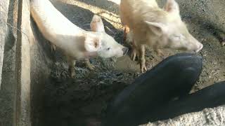 Hemram Pig Farm Salugara Siliguri India [upl. by Ydualc960]