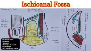 Ischioanal Fossa  Perineum 46 [upl. by Ayotaj]