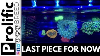 I JUST WANTED THE GREEN BUBBLE TIP ANEMONE  AQUA SD [upl. by Niuq]