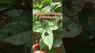 Anthracnose Disease of Blackgram 🍃 [upl. by Parlin894]